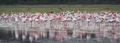 13-Flamingos